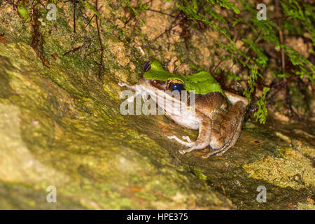 Große duftende Frosch Stockfoto