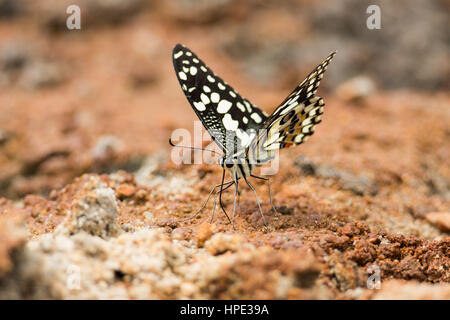 LimonenkSchmetterling (Papilio demoleus) trinkt auf dem Boden Stockfoto
