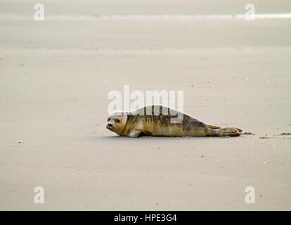 Young-Hafen Dichtung (Phoca Vitulina) am Strand Stockfoto