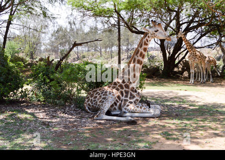 Giraffe im Schatten in der Natur in Bamburi in der Nähe von Mombasa in Kenia Stockfoto