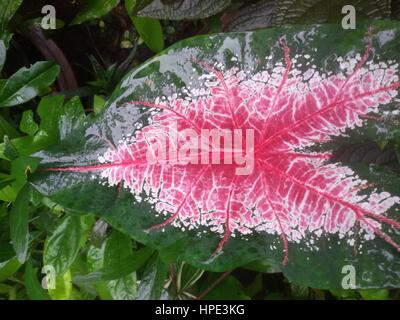 Pink und weiß bunt Caladium Blatt mit grünem Rand. Stockfoto