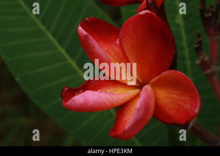 Plumeria Baum vor tiefblauem Himmel, wolkenlos. Tief Scnted Blumen. Tropischen Favoriten/Favoriten Stockfoto