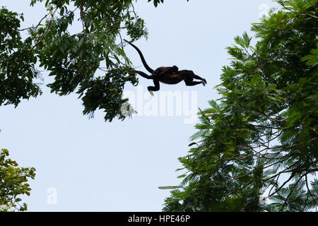 Jaguaren Brüllaffen, Alouatta Palliata, springen von Baum zu Baum im Regenwald von Costa Rica in der Nähe von Tortuguero.  Diese Mutter trägt ihr baby Stockfoto