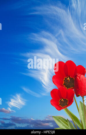 drei rote Tulpen auf den blauen Himmel Stockfoto