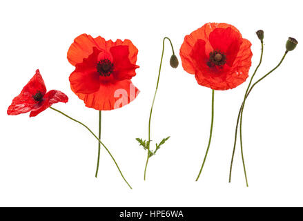 Gruppe von wilden Mohn auf weißem Hintergrund Stockfoto