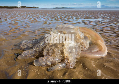 Ein gestrandeter Quallen Barrel (Rhizostoma Pulmo) angespült am Southerness Strand, Dumfries and Galloway, Schottland, Großbritannien. Stockfoto