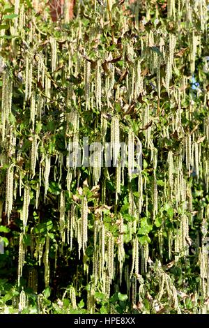 Garrya elliptica Stockfoto