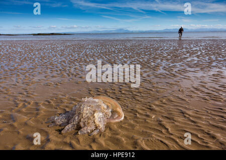 Ein gestrandeter Quallen Barrel (Rhizostoma Pulmo) angespült am Southerness Strand, Dumfries and Galloway, Schottland, Großbritannien. Stockfoto