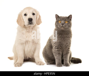 Blonden golden Retriever Welpe Hund und grau british kurzhaar Katze sitzen vor der Kamera auf einem weißen Hintergrund isoliert Stockfoto