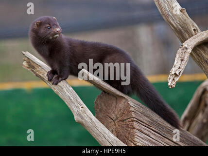 Amerikanischen Mink (Neovison Vison) Stockfoto