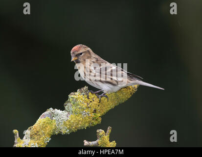 Redpoll (Zuchtjahr Flammea) auf eine Flechte bedeckt stumpf im Winter, Wales, 2017 Stockfoto