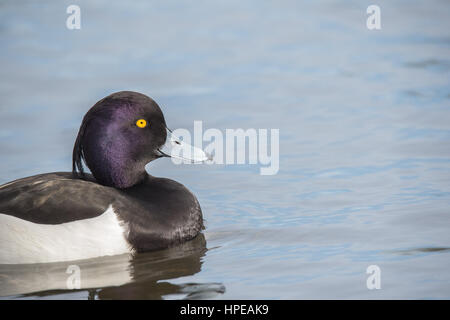 Reiherenten Stockfoto