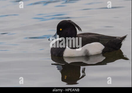 Reiherenten Stockfoto