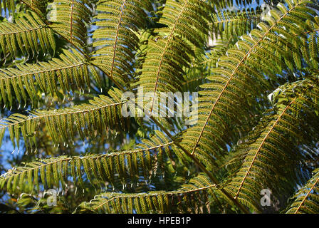 Cyathea Dealbata Blatt (auch bekannt als die silberne Baumfarn oder silbernen Farn) auf blauen Himmelshintergrund. Stockfoto