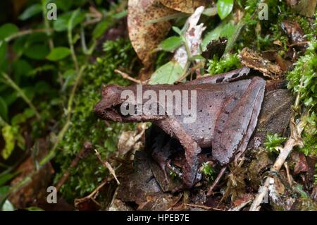 Ein schlank-beinigen gehörnten Frosch (Xenophrys Longipes) in der Laubstreu in Frasers Hill, Pahang, Malaysia Stockfoto