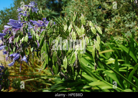 Lily Of The Nile (Agapanthus Praecox Subspecies Praecox "Azure") blühen. Blaue Blumen. Stockfoto