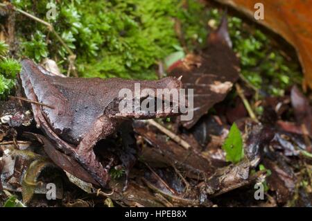 Ein schlank-beinigen gehörnten Frosch (Xenophrys Longipes) in der Laubstreu in Frasers Hill, Pahang, Malaysia Stockfoto