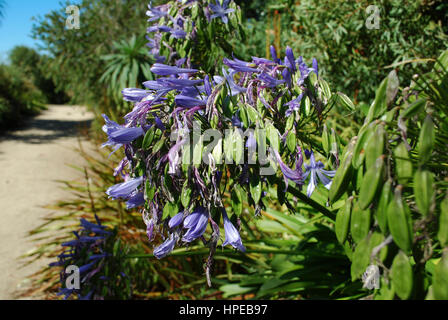 Lily Of The Nile (Agapanthus Praecox Subspecies Praecox "Azure") blühen. Blaue Blumen. Stockfoto