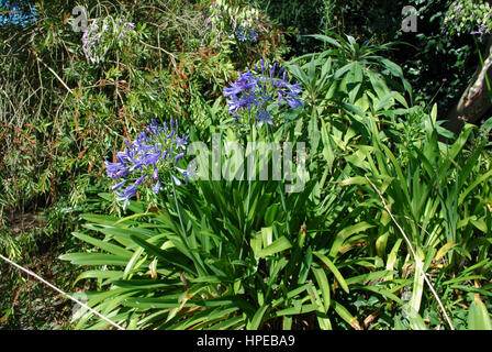 Lily Of The Nile (Agapanthus Praecox Subspecies Praecox "Azure") blühen. Blaue Blumen. Stockfoto