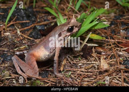 Ein schlank-beinigen gehörnten Frosch (Xenophrys Longipes) in der Laubstreu in Frasers Hill, Pahang, Malaysia Stockfoto