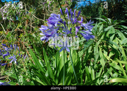 Lily Of The Nile (Agapanthus Praecox Subspecies Praecox "Azure") blühen. Blaue Blumen. Stockfoto