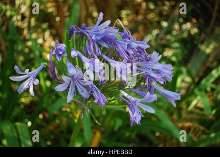 Lily Of The Nile (Agapanthus Praecox Subspecies Praecox "Azure") blühen. Blaue Blumen. Stockfoto