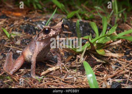 Ein schlank-beinigen gehörnten Frosch (Xenophrys Longipes) in der Laubstreu in Frasers Hill, Pahang, Malaysia Stockfoto