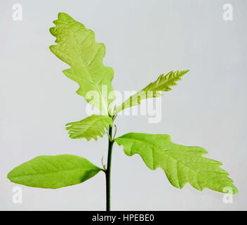 Junge Pflanze isoliert auf weiss Eiche Stockfoto