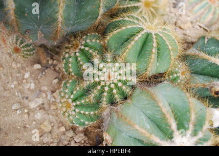 Parodia Magnifica ist eine Pflanzenart in der Familie Cactaceae, ursprünglich aus Südbrasilien Blüte. Stockfoto