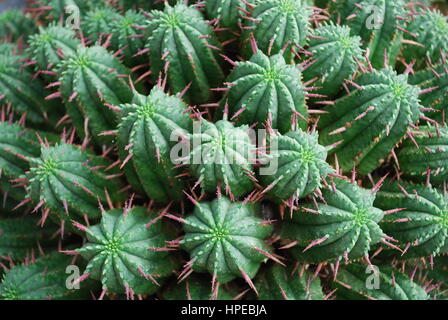 Nadelkissen Euphorbien (Euphorbia Aggregata) Kaktus aus Südafrika. Stockfoto