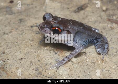 Ein Spotted Wurf Frosch (Leptobrachium Hendricksoni) auf dem Waldboden in der Nacht in Ulu Semenyih, Selangor, Malaysia Stockfoto