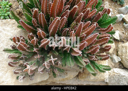 Stapelia Grandiflora (AAS Pflanze, Seestern-Blume oder Seestern Kaktus) ist eine blühende Pflanze in der Gattung Stapelia. Stockfoto