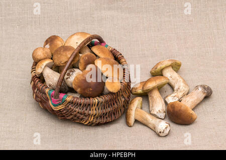 Gruppe von Steinpilzen Pilze auf Leinen. CEP-Pilze in den Korb Stockfoto