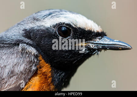 Männliche common redstart Stockfoto