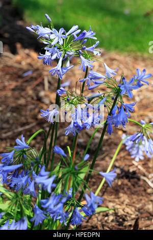 Agapanthus Praecox Orientalis Blue Storm Stockfoto