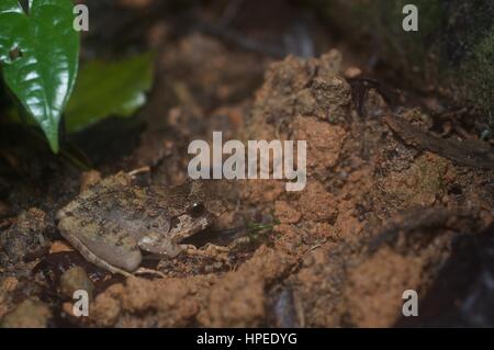 Ein malesische Frosch (Limnonectes Malesianus) in den Regenwald in der Nacht in Ulu Semenyih, Selangor, Malaysia Stockfoto