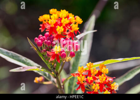 Asclepias Curassavica seidig tiefrot Stockfoto