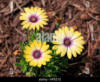 Osteospermum Ecklonis Blue Eyed Schönheit Stockfoto