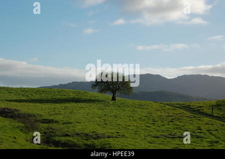 Ein Kalifornien Buckeye Baum ganz von seiner einsamen in einem grünen Feld auf Deer Island in der Nähe von San Rafael, CA. besessenen Februar 2017. Stockfoto