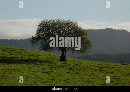 Ein Kalifornien Buckeye Baum ganz von seiner einsamen in einem grünen Feld auf Deer Island in der Nähe von San Rafael, CA. besessenen Februar 2017. Stockfoto