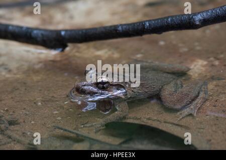 Ein Rough-backed Fluss Frosch (Limnonectes Ibanorum) in einem seichten Bach im Bako Nationalpark, Sarawak, Ost-Malaysia, Borneo Stockfoto