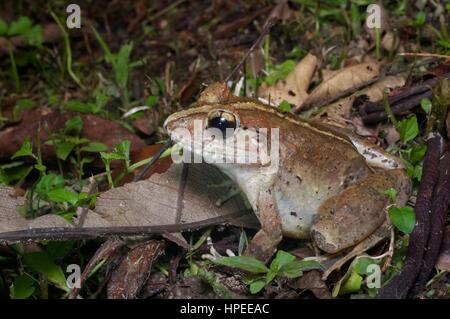 Ein malesische Frosch (Limnonectes Malesianus) in den Regenwald in der Nacht in Frasers Hill, Pahang, Malaysia Stockfoto