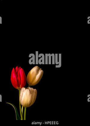 weiß und rot/rosa Tulpen mit Textfreiraum Stockfoto