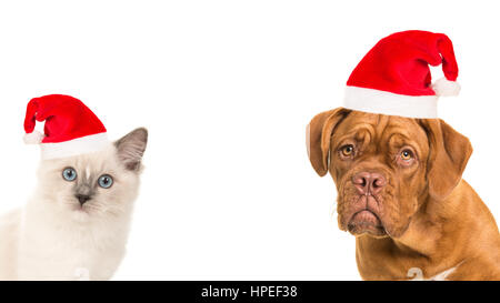 Niedliche Bordeaux Hund und Rag Puppe Baby Katze Porträt trägt Weihnachtsmütze vor der Kamera auf einem weißen Hintergrund Stockfoto