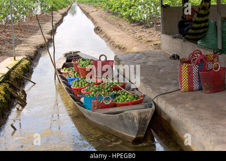 Kleines Boot 'dinghy" in der Landwirtschaft Canal, die geerntet Kernlose grüne LIMETTEN 'CITRUS AURANTIFOLIA" verankert, Guave Obstgarten mit verpackt Obst. Stockfoto