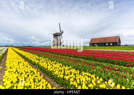 Windmühlen und Tulpenfelder voller Blumen in Holland Stockfoto