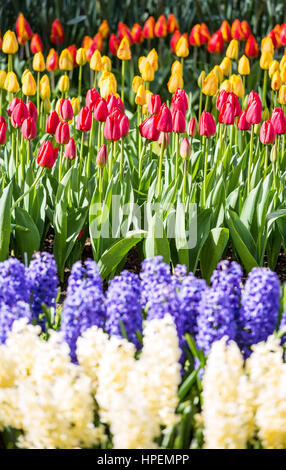 Tulpen und Blumen im Keukenhof Gardens, Lisse, Niederlande Stockfoto
