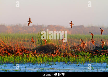 Flussuferläufer fliegt über den Sumpf im Morgennebel, schöne Farben, seltenen Moment, Wildtiere Stockfoto