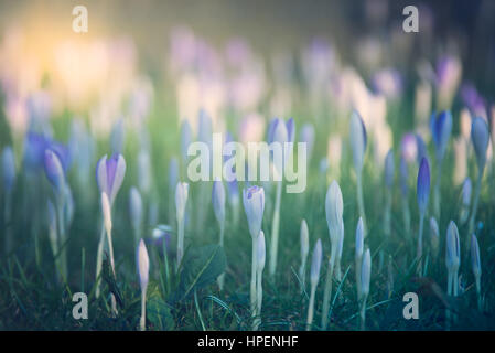 Crocus Vernus '' Königin des Blues'' Frühling Blume in London Stockfoto