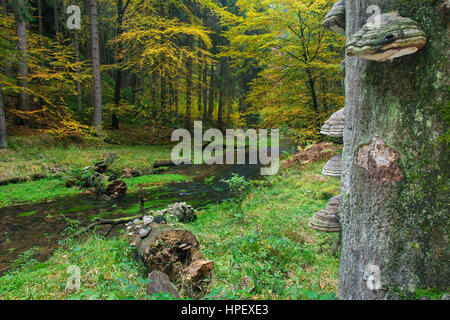 Zunder Pilze (Zündstoff Fomentarius) und der Kirnitzsch-Fluss fließt durch erzgebirgische Kirnitzschtal, Elbsandsteingebirge, Sächsische Schweiz-Ost Stockfoto